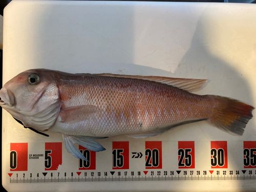 シロアマダイの釣果