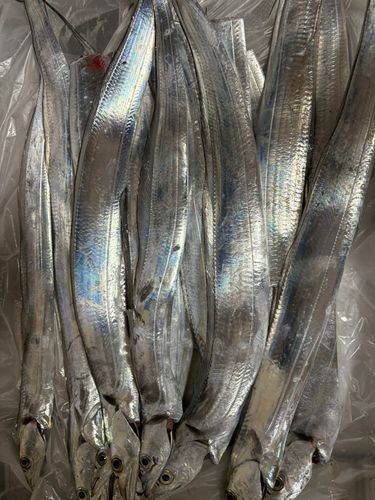 タチウオの釣果