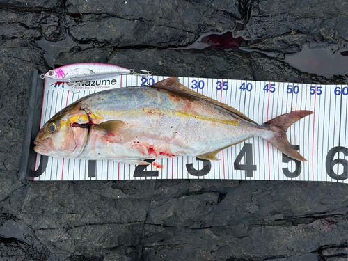 カンパチの釣果