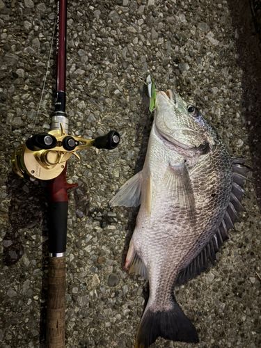 チヌの釣果