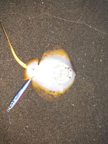 アカエイの釣果