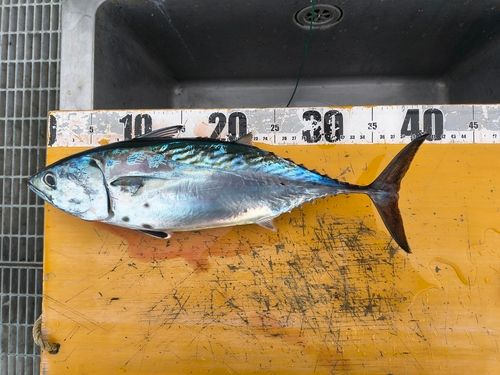 スマガツオの釣果