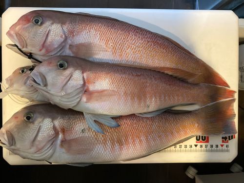 シロアマダイの釣果