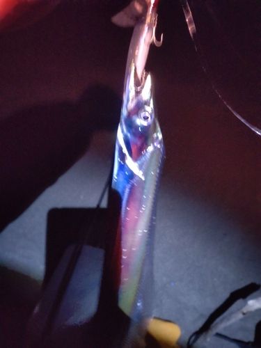 タチウオの釣果