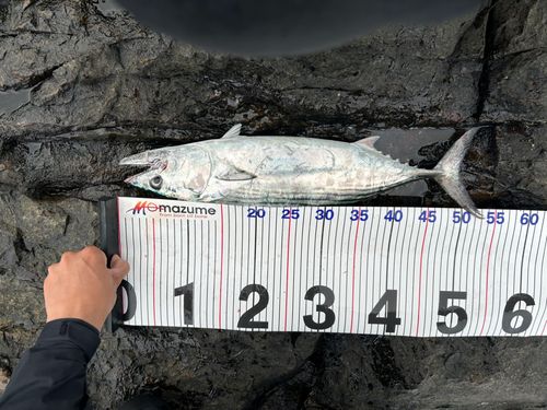 カンパチの釣果