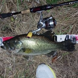 ラージマウスバス