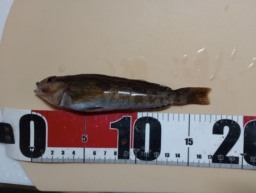 アイナメの釣果