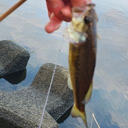 ラージマウスバス