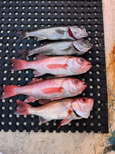 アカムツの釣果