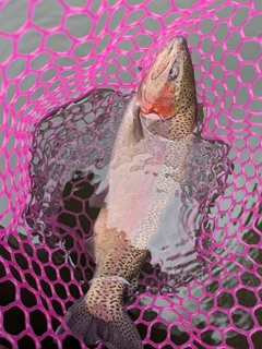 ニジマスの釣果