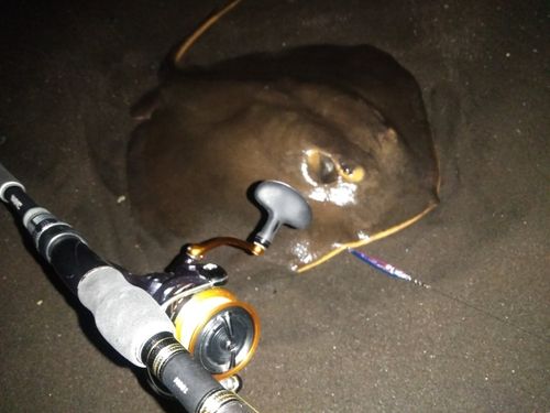 アカエイの釣果