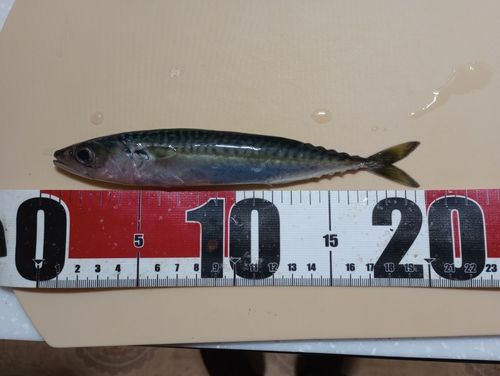 サバの釣果
