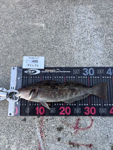 アイナメの釣果