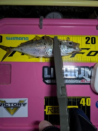 マアジの釣果
