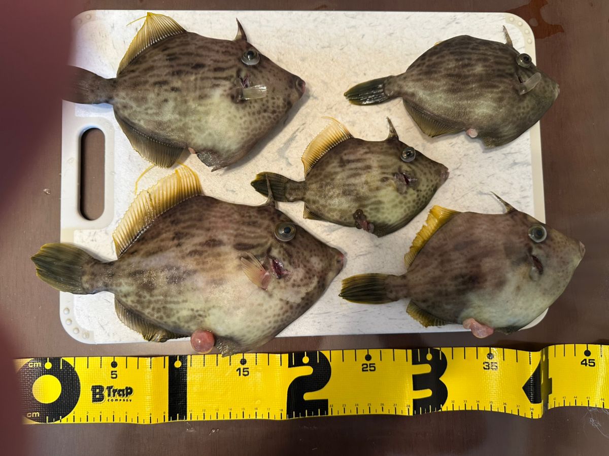 shutigerさんの釣果 2枚目の画像