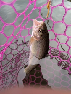 ニジマスの釣果