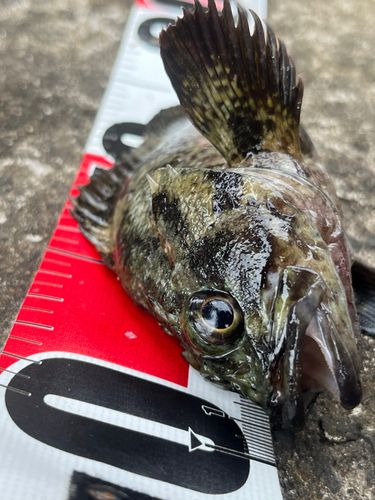 タケノコメバルの釣果