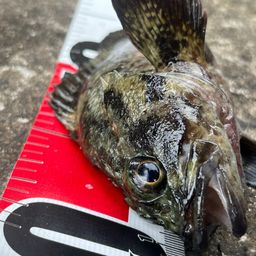 タケノコメバル