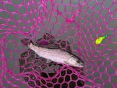 ニジマスの釣果