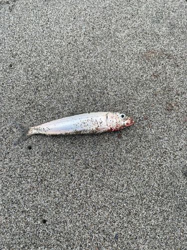 イワシの釣果