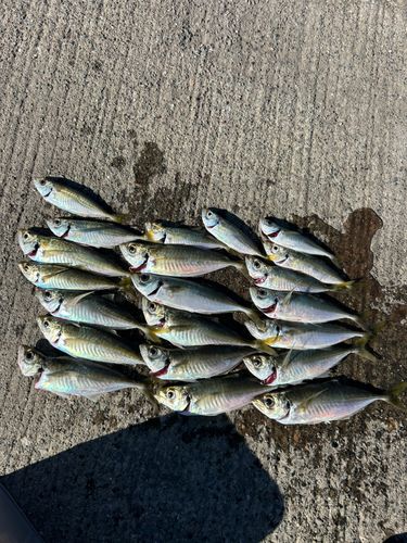 アジの釣果