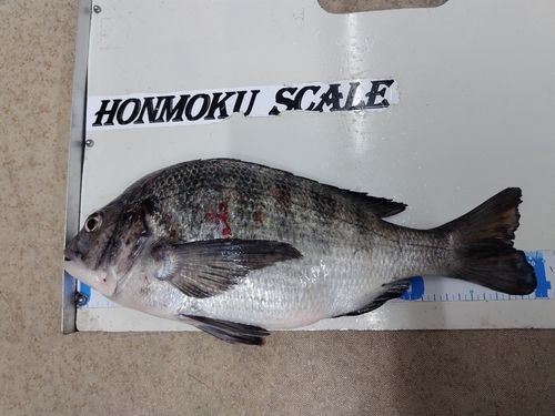 クロダイの釣果