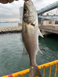 セイゴ（マルスズキ）の釣果