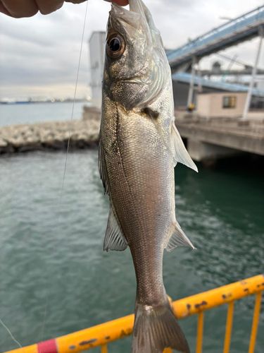 セイゴ（マルスズキ）の釣果