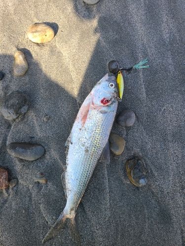 コノシロの釣果