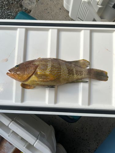 アオハタの釣果