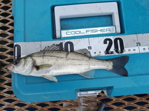 セイゴ（マルスズキ）の釣果