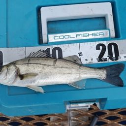 セイゴ（マルスズキ）