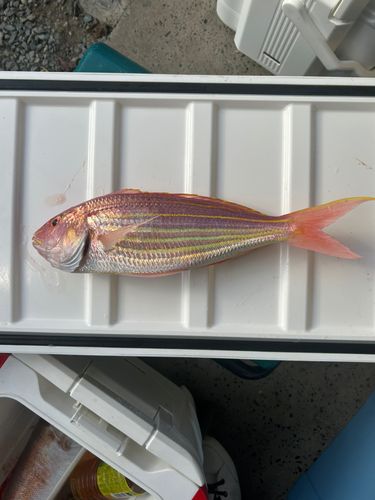 イトヨリダイの釣果