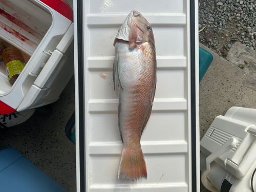 シロアマダイの釣果