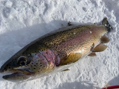 レインボートラウトの釣果