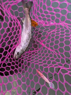 ニジマスの釣果