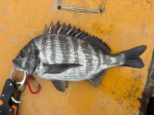 クロダイの釣果