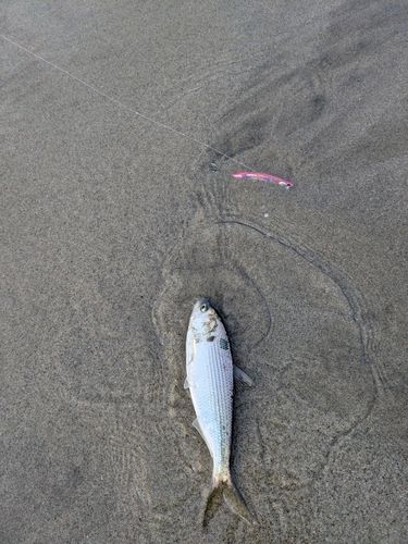 コノシロの釣果