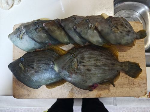 カワハギの釣果