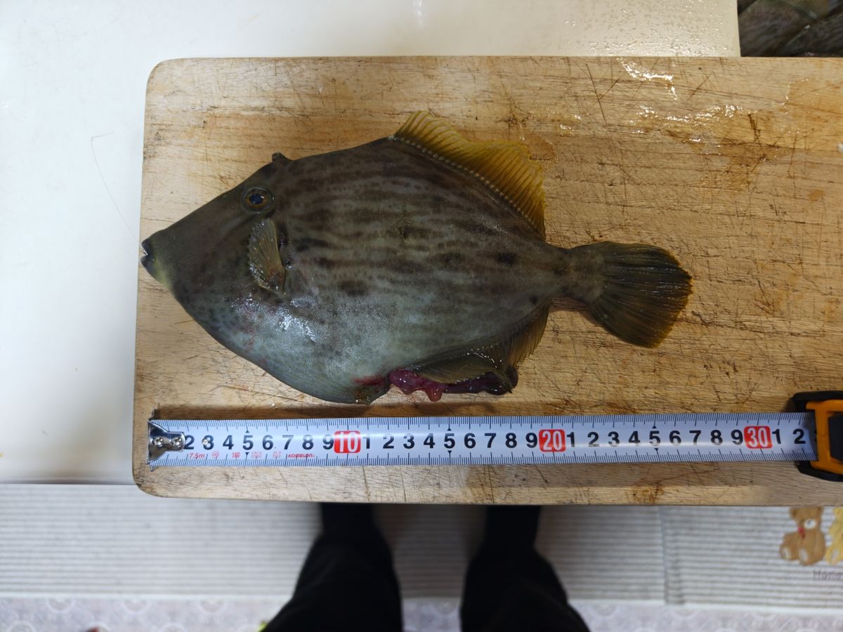 貴斗(タカト)さんの釣果 2枚目の画像