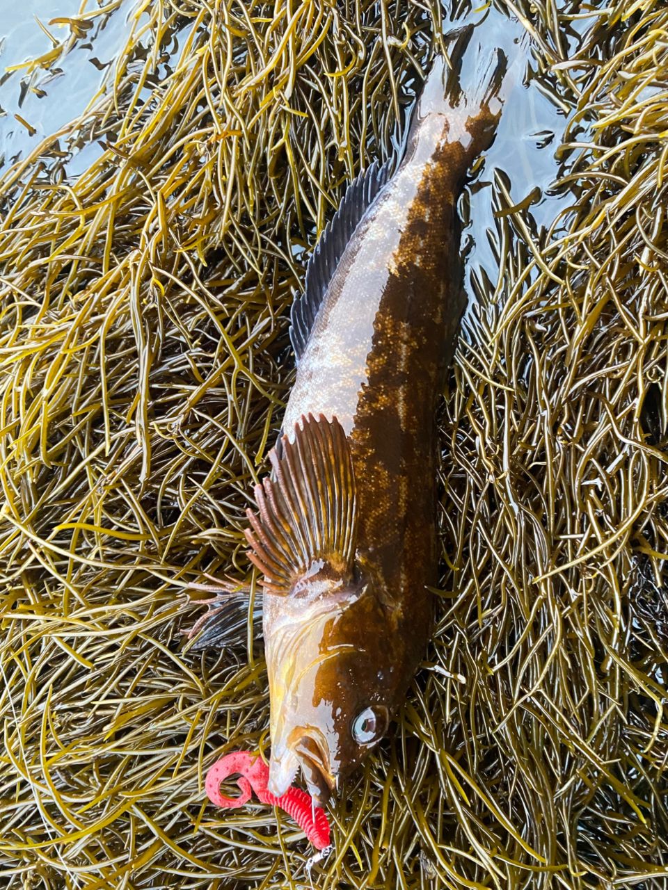 ロッド APIA HARBOR SWEEPER 77ML APIA HARBOR SWEEPER 77ML