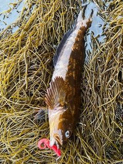 アイナメの釣果