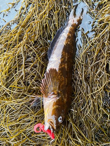 アイナメの釣果