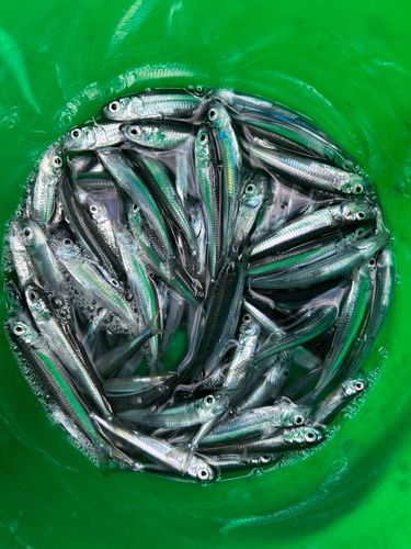 トウゴロウイワシの釣果