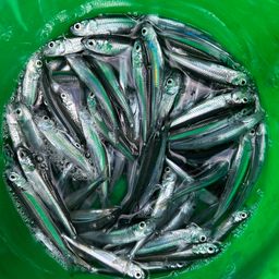 トウゴロウイワシ