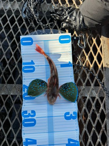 大黒海づり施設