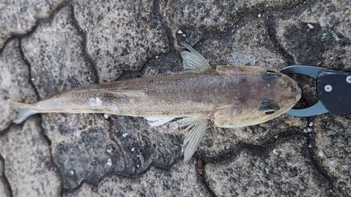 鞠山海遊パーク