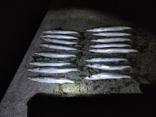 アカカマスの釣果