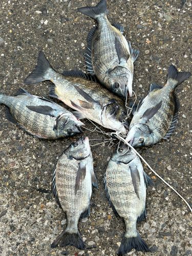 チヌの釣果