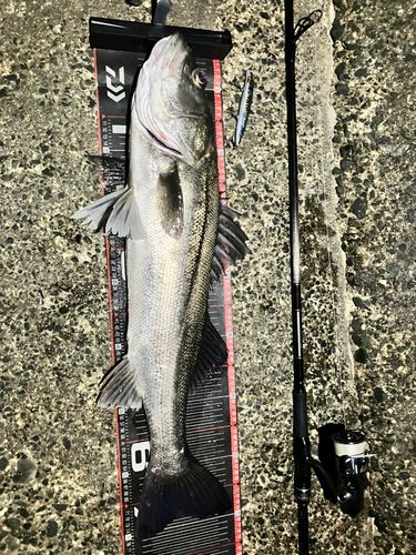 シーバスの釣果